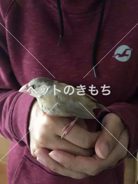 迷子鳥の画像