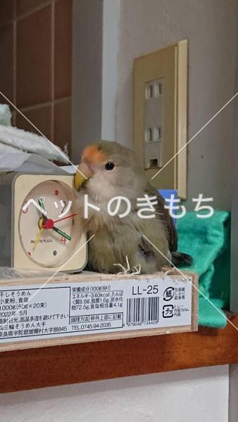 迷子鳥の画像