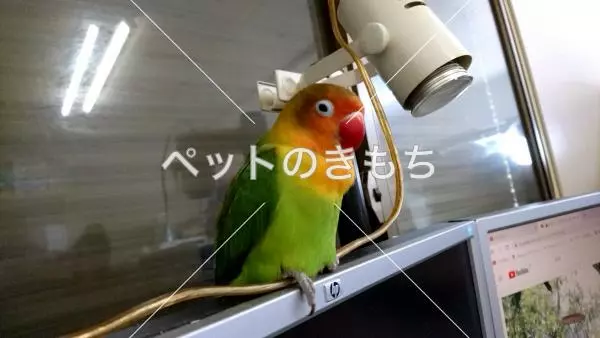 迷子鳥の画像