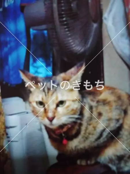 迷子猫の画像