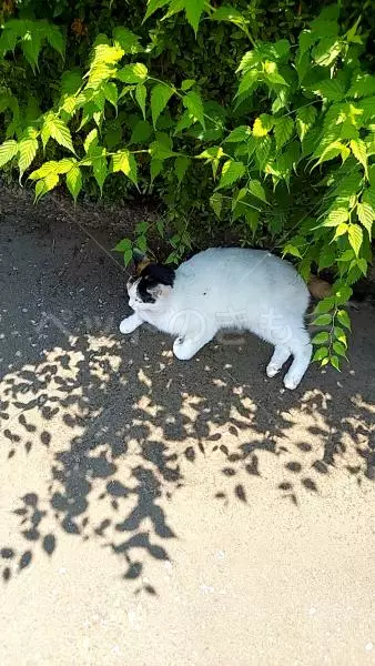 コメントの画像