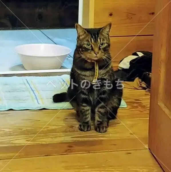 迷子猫の画像