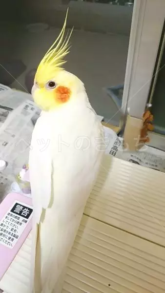 迷子鳥の画像