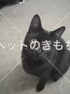 迷子猫の画像