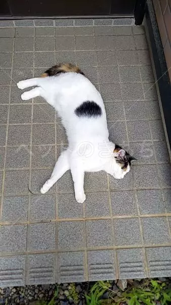 コメントの画像