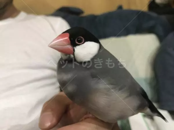 迷子鳥の画像