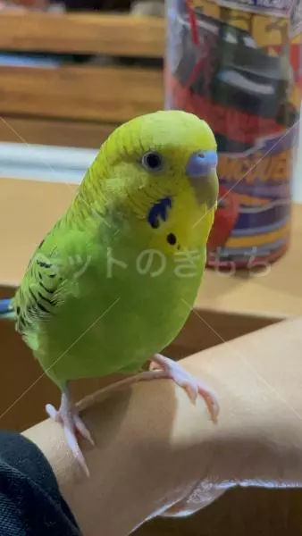 迷子鳥の画像
