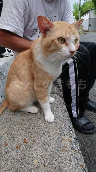 迷子猫の画像
