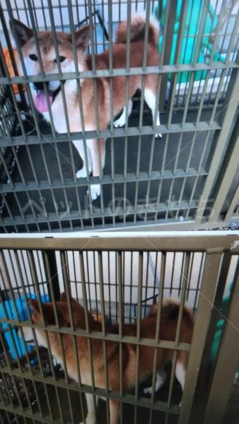 埼玉県で犬を保護しました 犬種 雑種又は柴犬 投稿no 1 埼玉県で犬を保護しました 犬種 雑種又は柴犬 投稿no 1