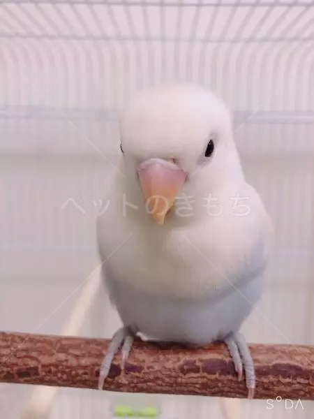 迷子鳥の画像