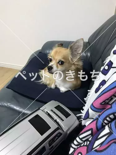 迷子犬の画像