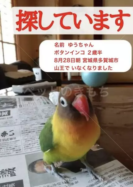 迷子鳥の画像