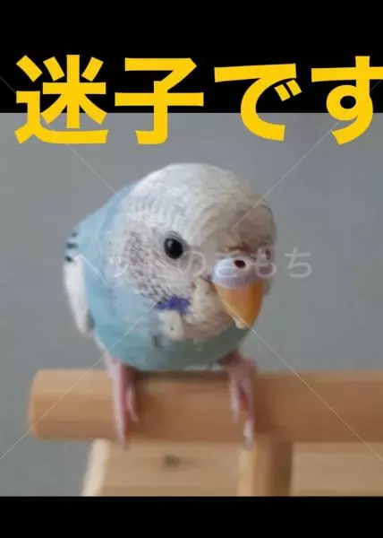 迷子鳥の画像