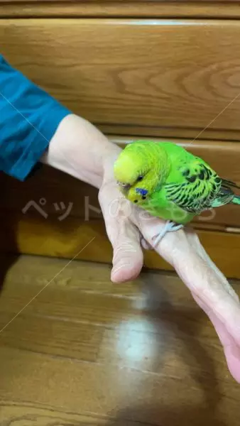 保護鳥の画像