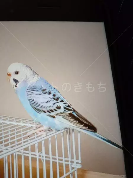 迷子鳥の画像