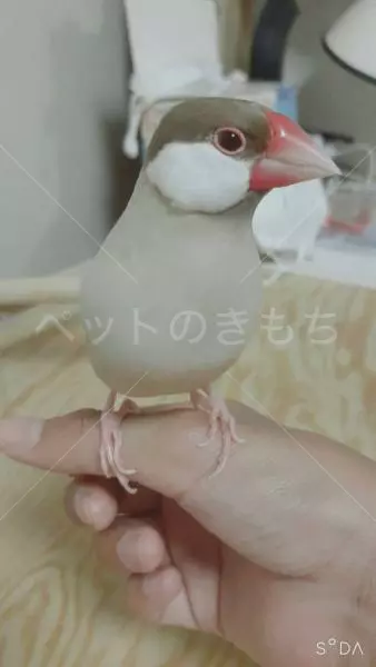 迷子鳥の画像