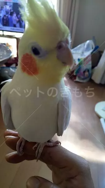 迷子鳥の画像