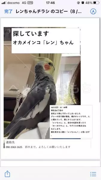 迷子鳥の画像