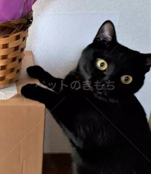 迷子猫の画像