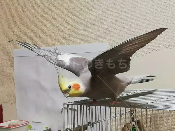 迷子鳥の画像