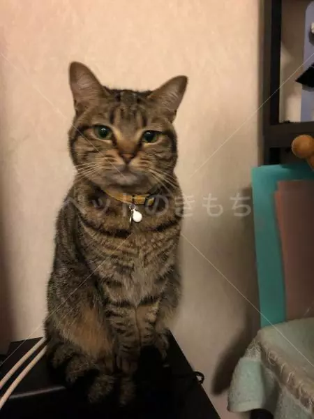 迷子猫の画像