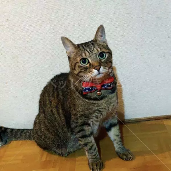 迷子猫の画像