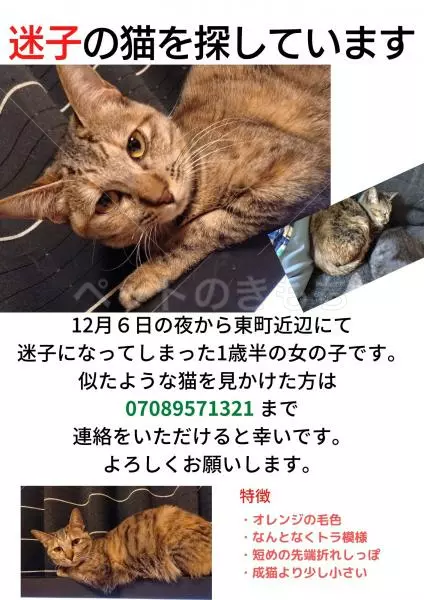 迷子猫の画像