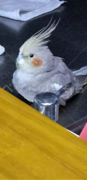 コメントの画像