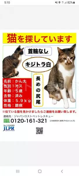 迷子猫の画像
