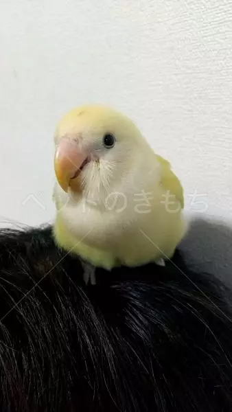 迷子鳥の画像