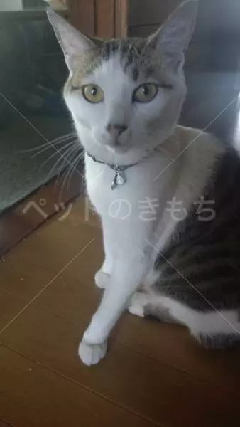 迷子猫の画像