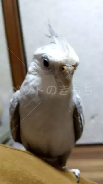迷子鳥の画像