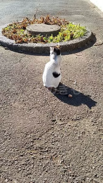 コメントの画像