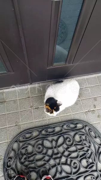 コメントの画像