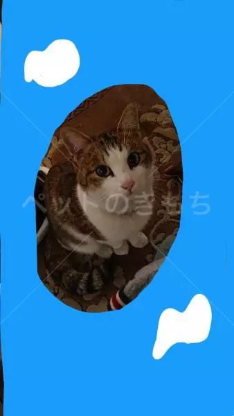 迷子猫の画像