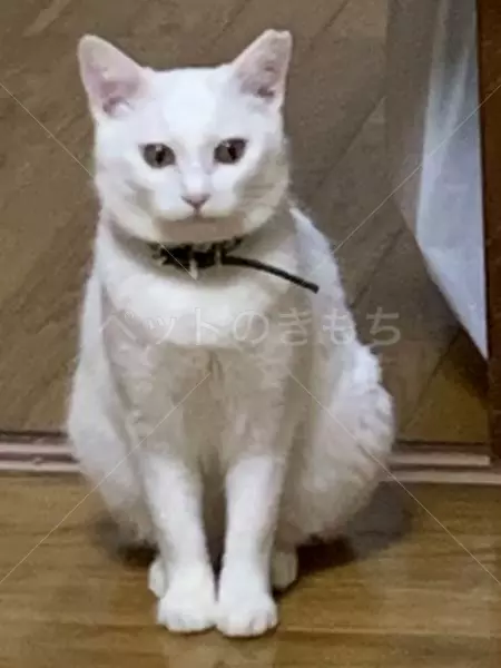 迷子猫の画像