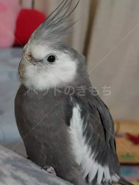迷子鳥の画像
