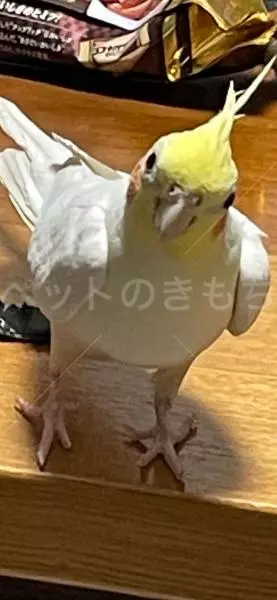 迷子鳥の画像