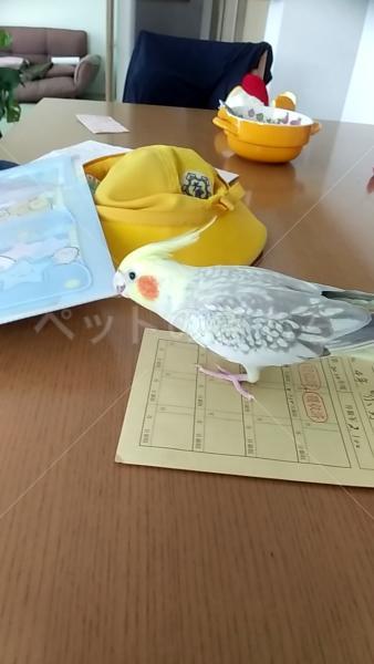 迷子鳥の画像