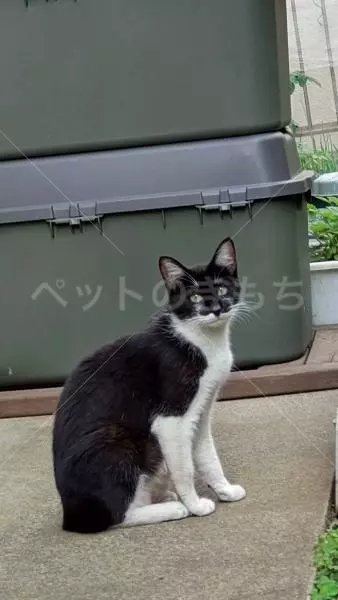 迷子猫の画像
