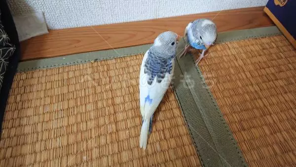 迷子鳥の画像