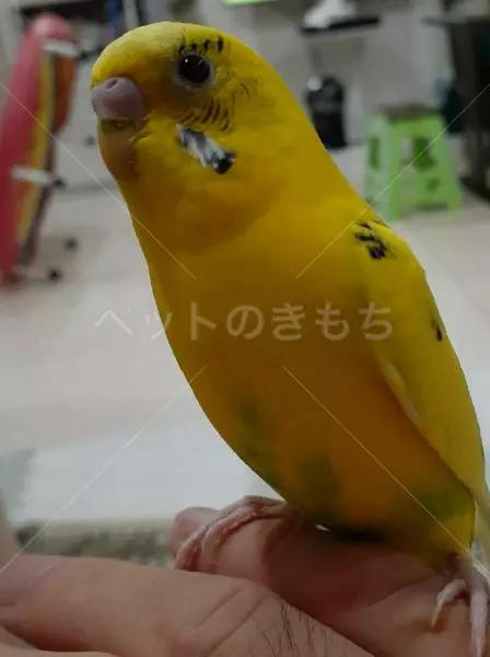 迷子鳥の画像