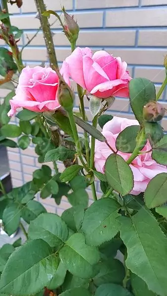 コメントの画像