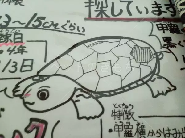 迷子ペットの画像