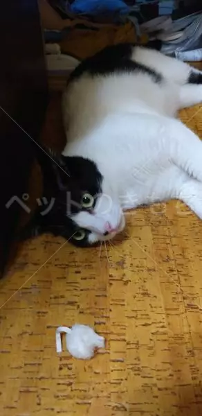 迷子猫の画像