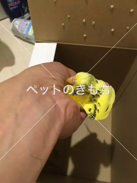 保護鳥の画像