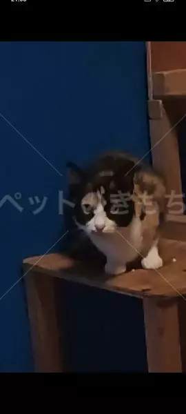 保護猫の画像