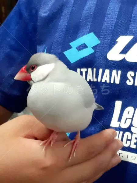 コメントの画像