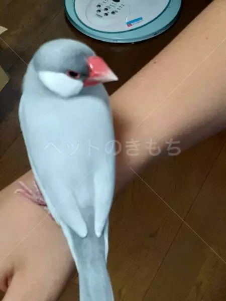 コメントの画像