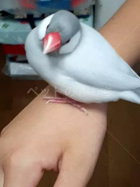 コメントの画像